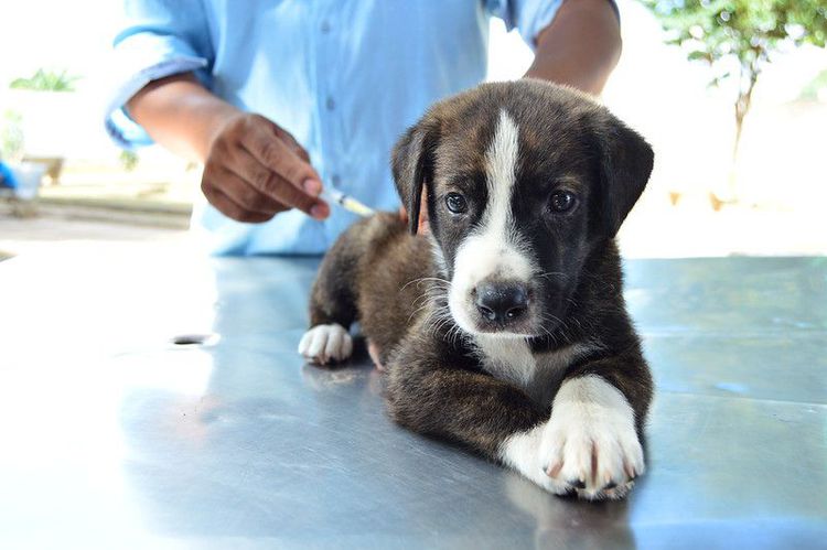 Calendário de Vacinação e Vermifugação