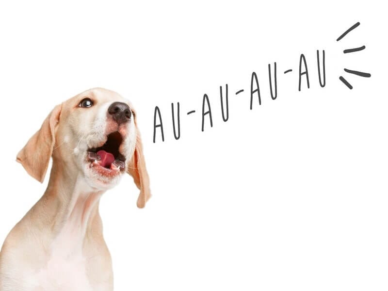 A Psicologia do Latido: Por Que os Cães Vocalizam e Como Intervir